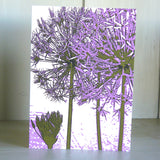 Allium Pride