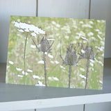 Summer Meadow