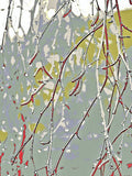 Garden Collection - Coloured Birch