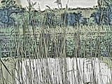 Country Collection - Rother Rushes